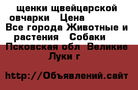 щенки щвейцарской овчарки › Цена ­ 15 000 - Все города Животные и растения » Собаки   . Псковская обл.,Великие Луки г.